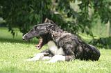 BARZOI 177